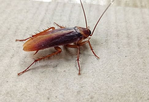 Deblattizzazione disinfestazione blatte e scarafaggi Disinfestazione blatte e scarafaggi