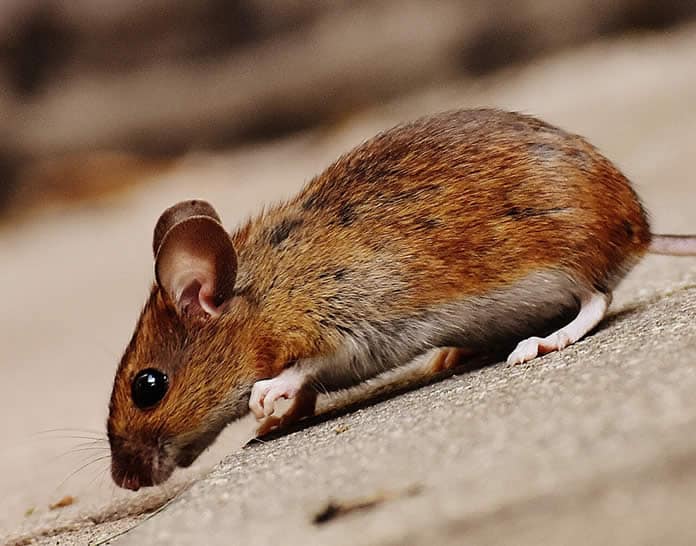 Differenza topo ratto: come riconoscere i due roditori in casa