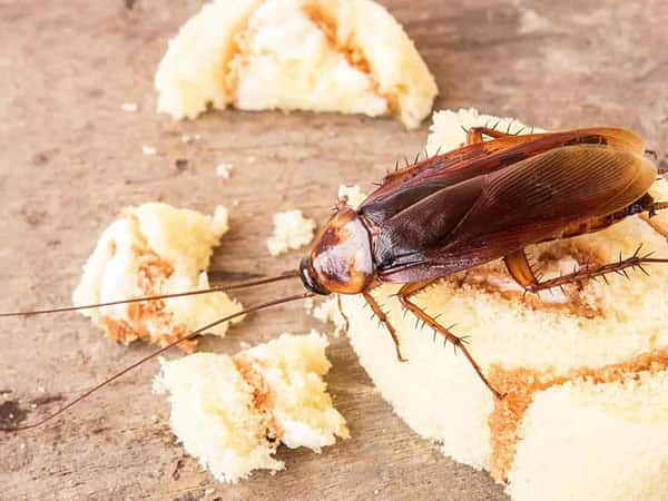 Elimina le blatte con una disinfestazione professionale Elimina le blatte con una disinfestazione professionale