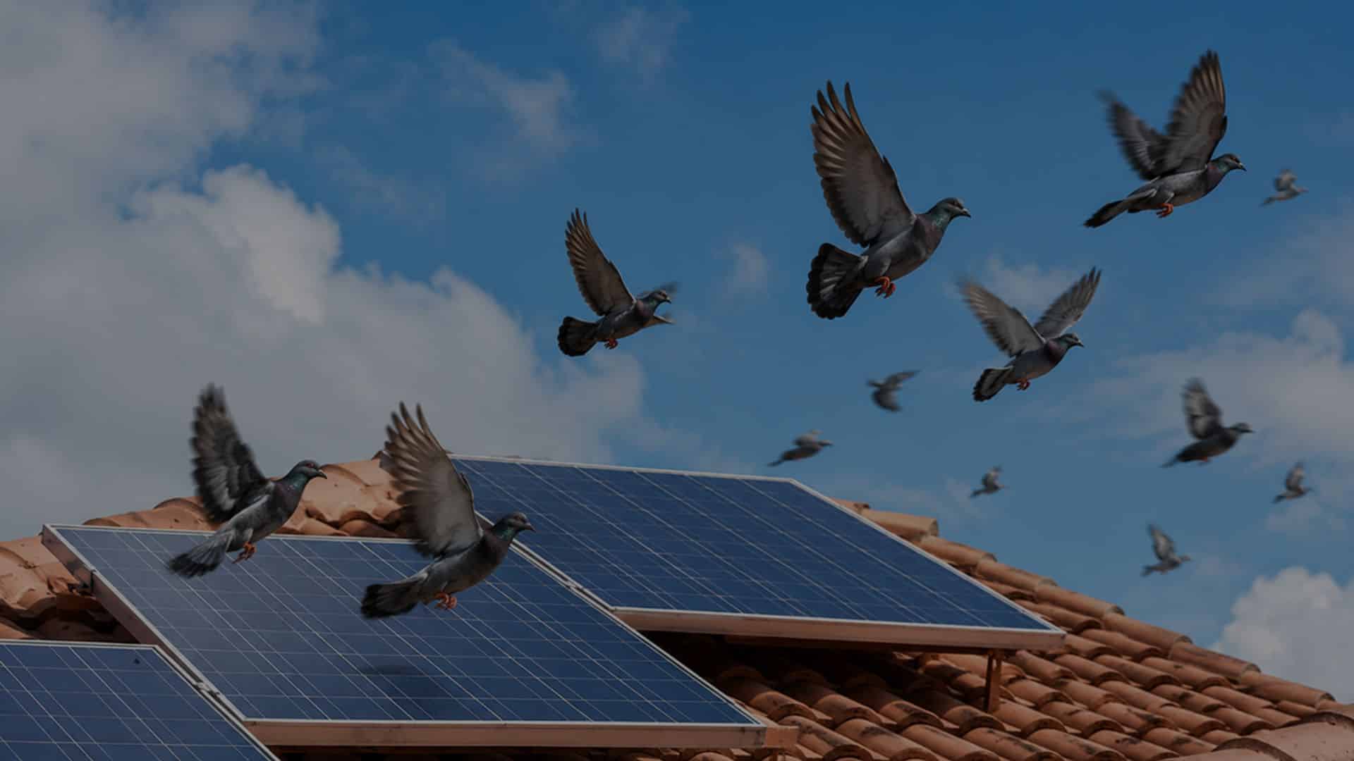 Pannelli fotovoltaici senza barriera, con piccioni
