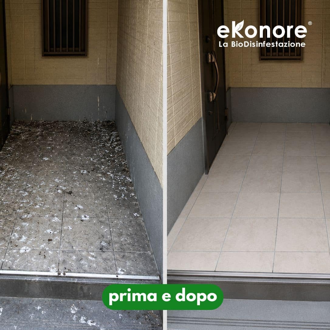 bonifica e pulizia guano piccioni aspirazione prima e dopo interventi sopralluogo bonifica e pulizia guano piccioni aspirazione prima e dopo interventi sopralluogo