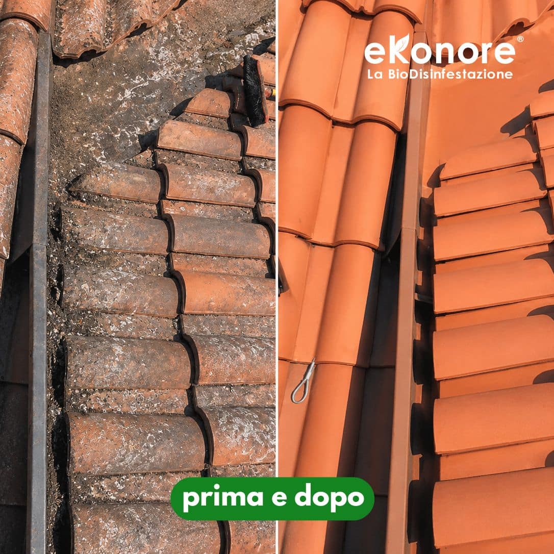 bonifica e pulizia guano piccioni prima e dopo interventi sopralluogo 1 bonifica e pulizia guano piccioni prima e dopo interventi sopralluogo 1