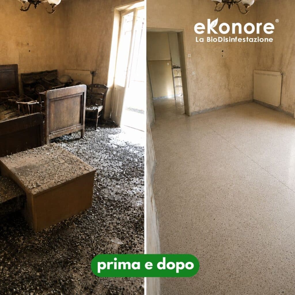 Bonifica e pulizia del guano di piccioni: ambiente interno, prima e dopo l’intervento