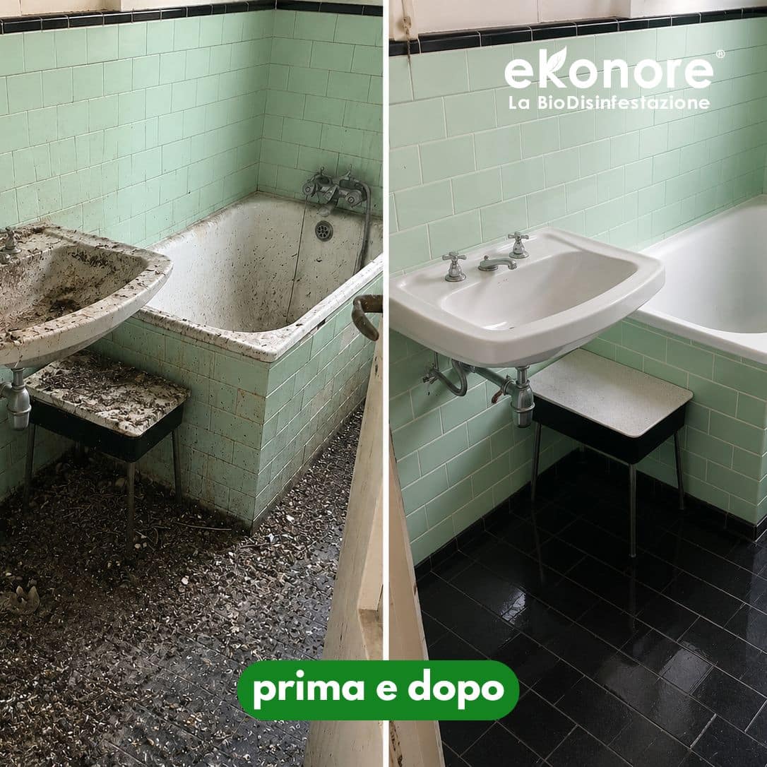 bonifica e pulizia guano piccioni prima e dopo interventi sopralluogo professionale bonifica e pulizia guano piccioni prima e dopo interventi sopralluogo professionale