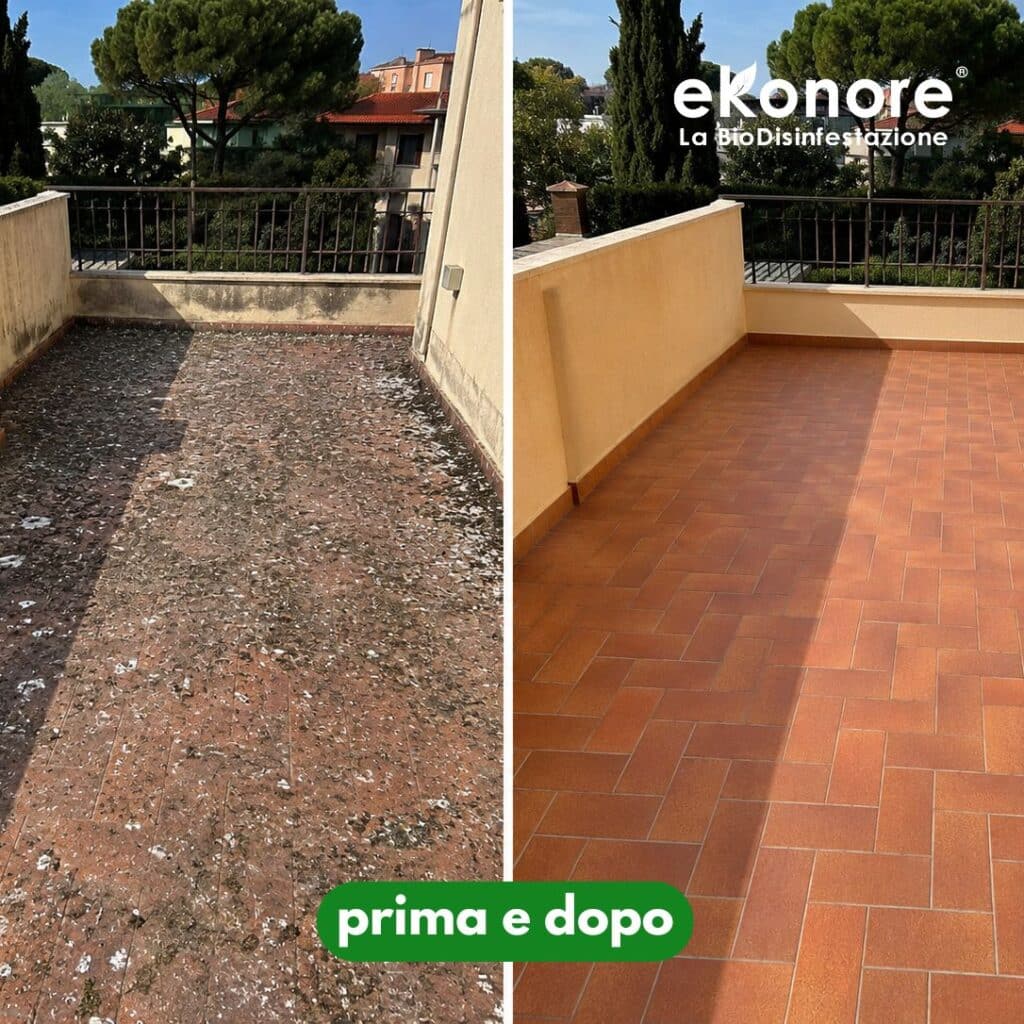 Bonifica e pulizia del guano di piccioni: pavimentazione, prima e dopo l’intervento