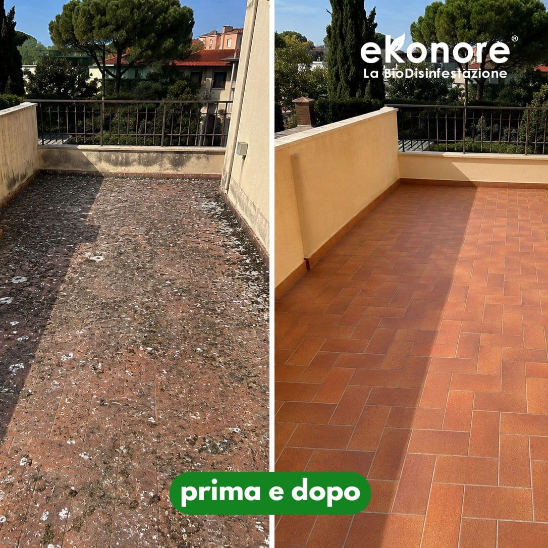 bonifica e pulizia guano piccioni professionale prima e dopo interventi sopralluogo (2) bonifica e pulizia guano piccioni professionale prima e dopo interventi sopralluogo (2)