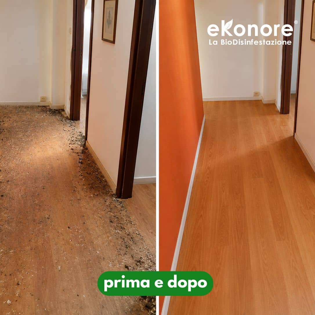 bonifica e pulizia guano piccioni professionale prima e dopo interventi sopralluogo aspirazione bonifica e pulizia guano piccioni professionale prima e dopo interventi sopralluogo aspirazione