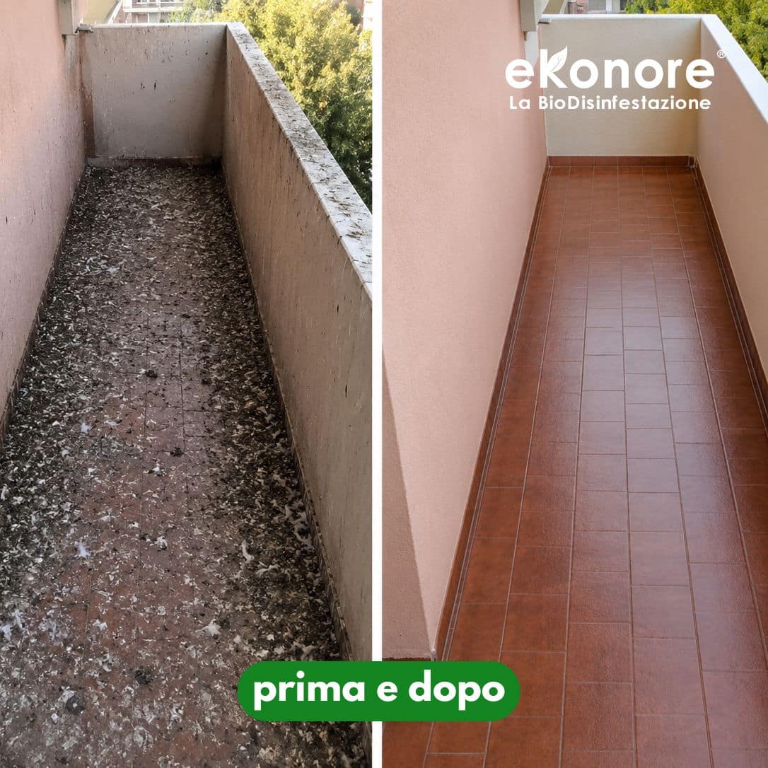 bonifica e pulizia guano piccioni professionale prima e dopo interventi sopralluogo bonifica e pulizia guano piccioni professionale prima e dopo interventi sopralluogo