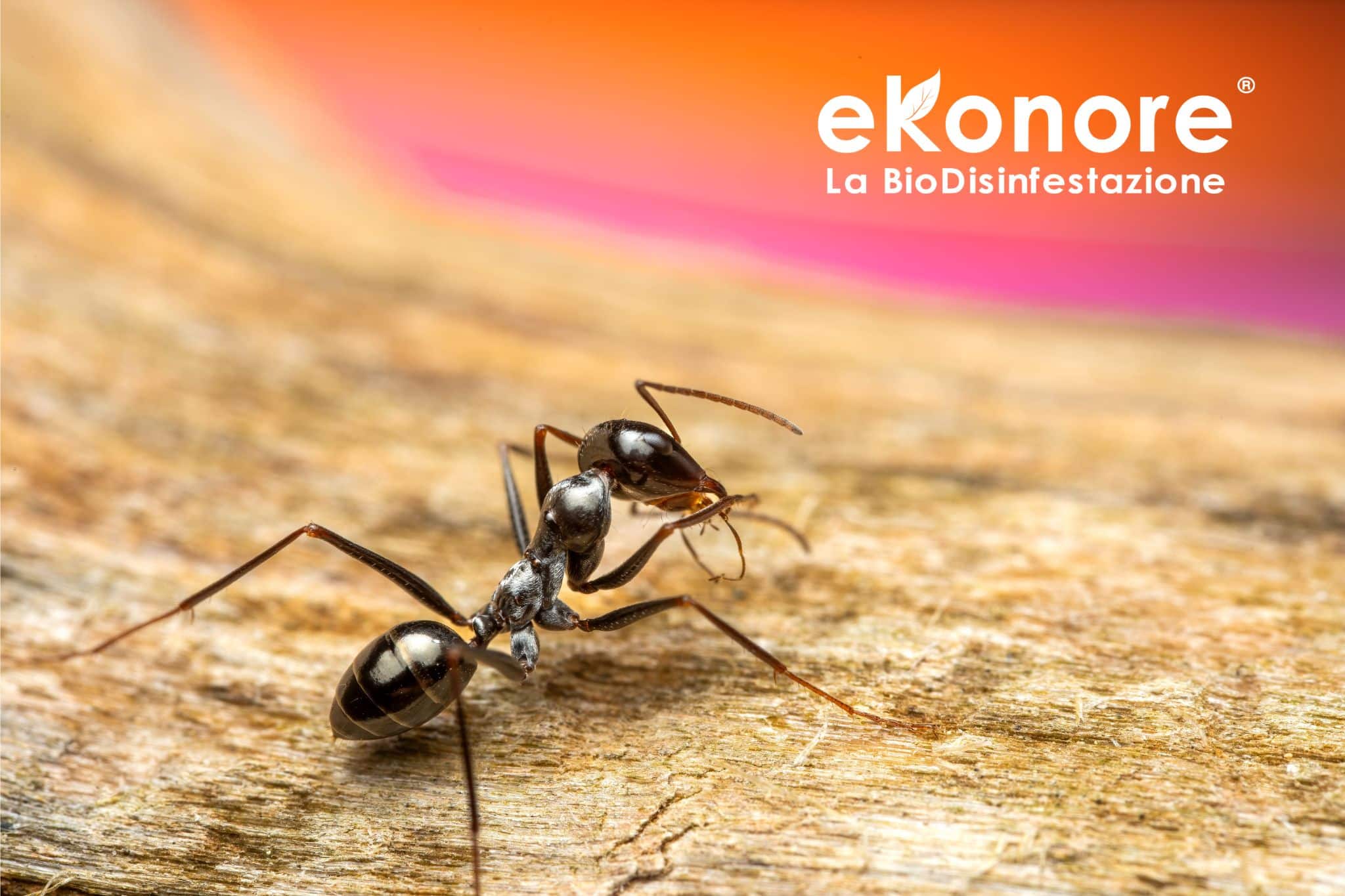 Disinfestazione Formiche del legno carpentiere senza pesticidi