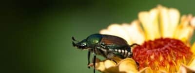 disinfestazione-popillia-japonica