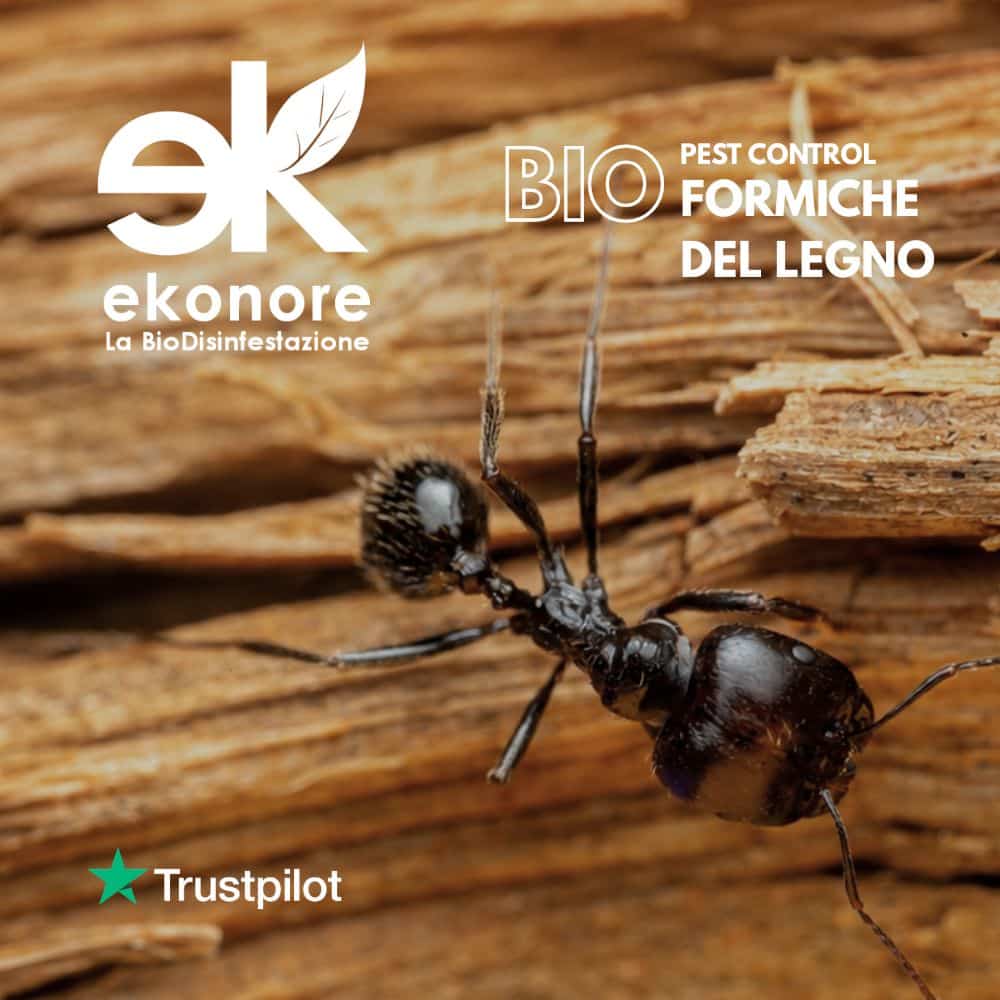 Disinfestsazione formiche del legno carpentiere Bio disinfestazione senza pesticidi