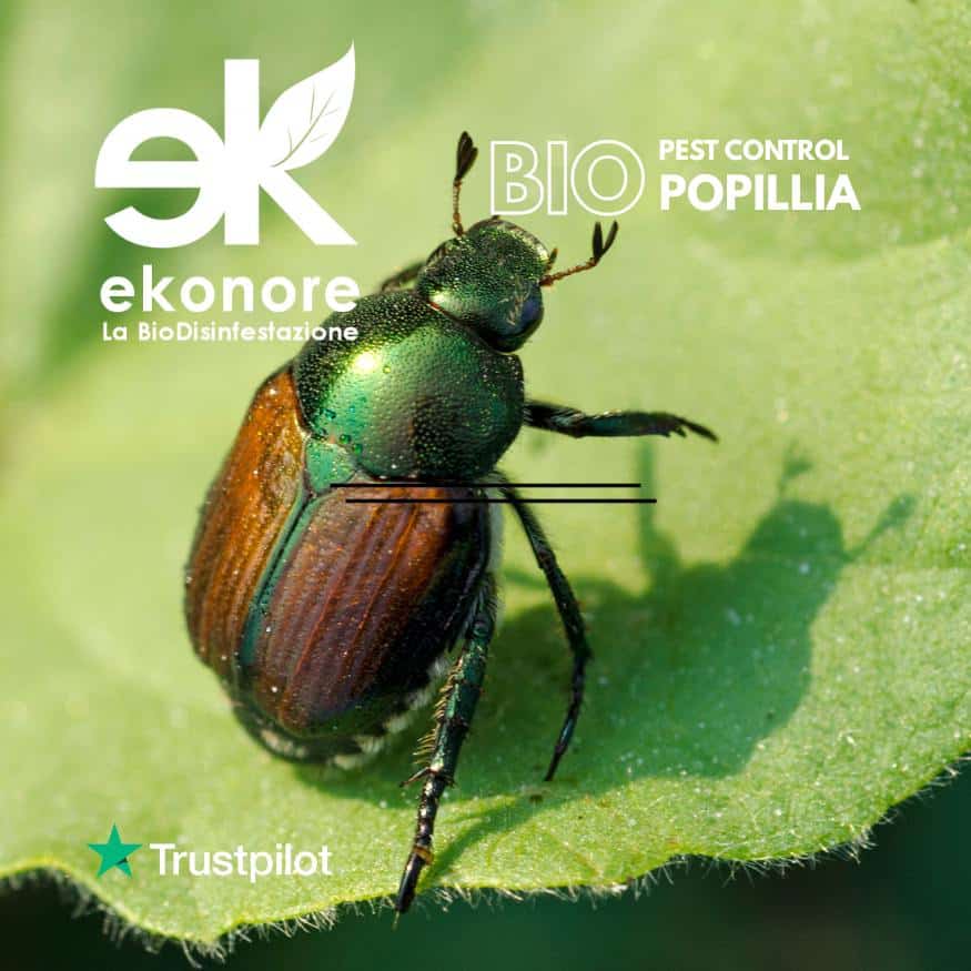 Coleottero giapponese Popillia japonica in Veneto e Valle d'Aosta