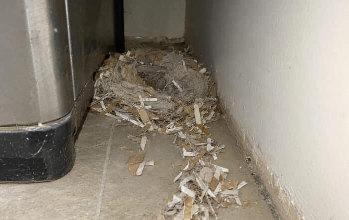 degni della presenza di topi in casa nidi e materiale