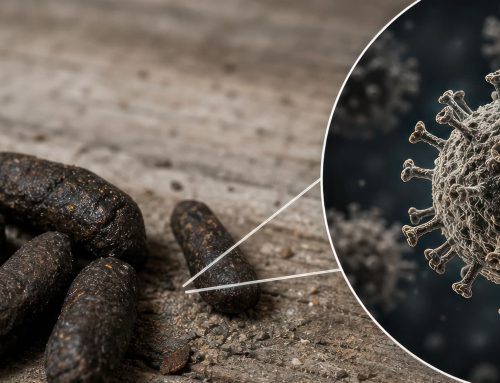 Sanificazione dopo un’Infestazione di Topi: Come si Fa