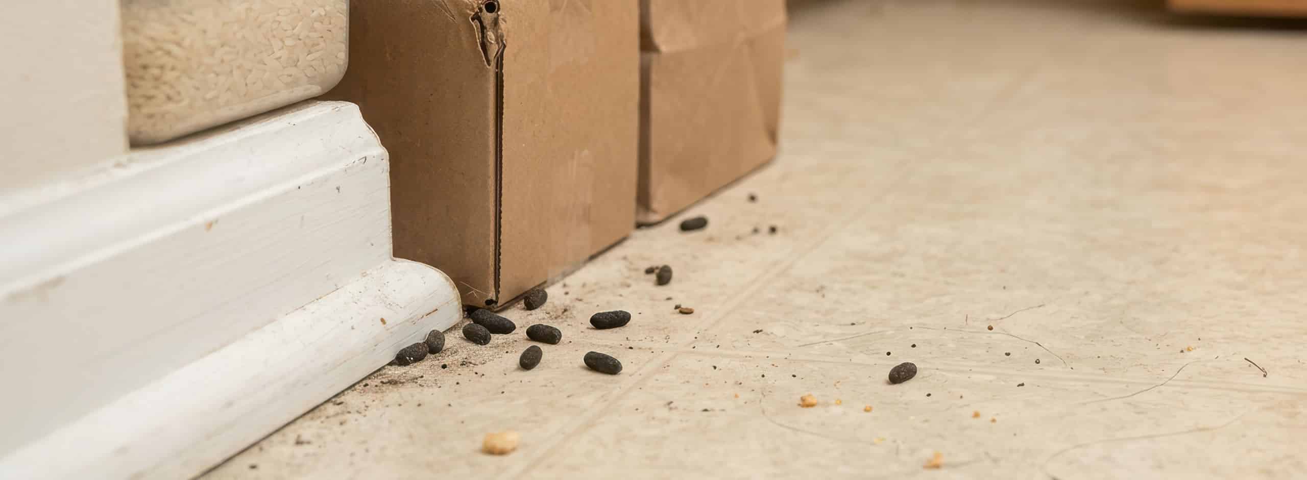 Segni della presenza di topi in casa e in azienda