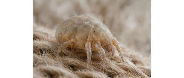 Acaro della polvere macrofotografia realistica su fibra di tessuto