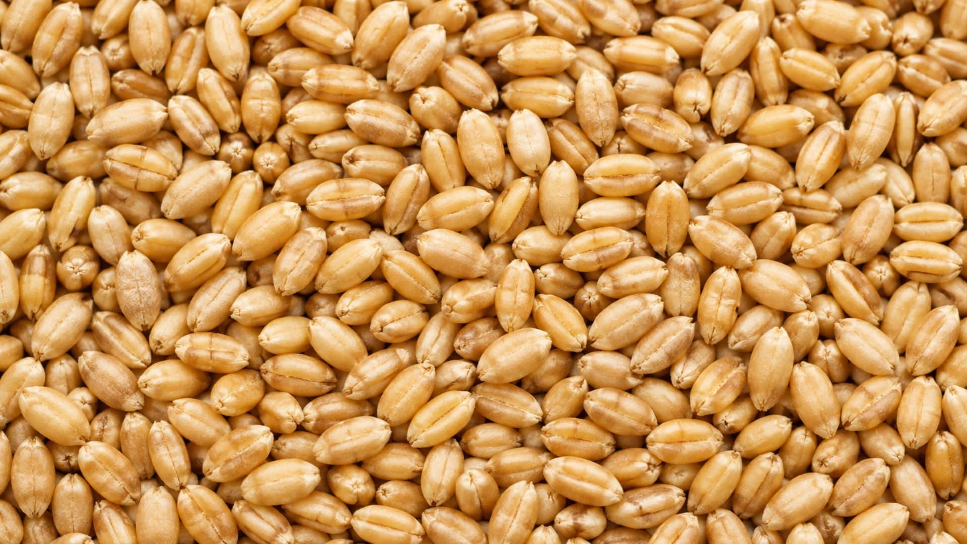 Cereali da controllare per individuare la presenza di tarme alimentari