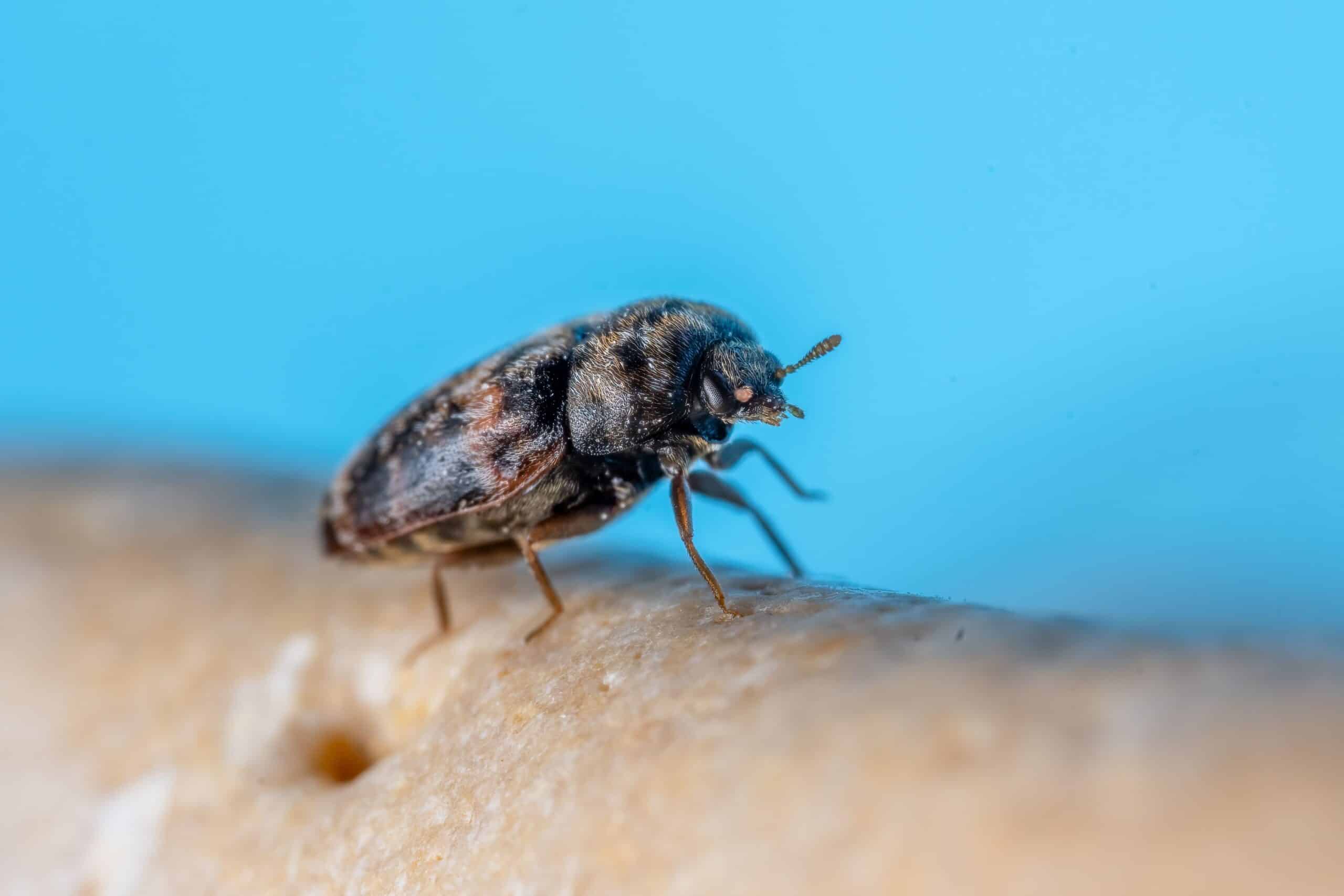 disinfestazione zanzare pest control bio