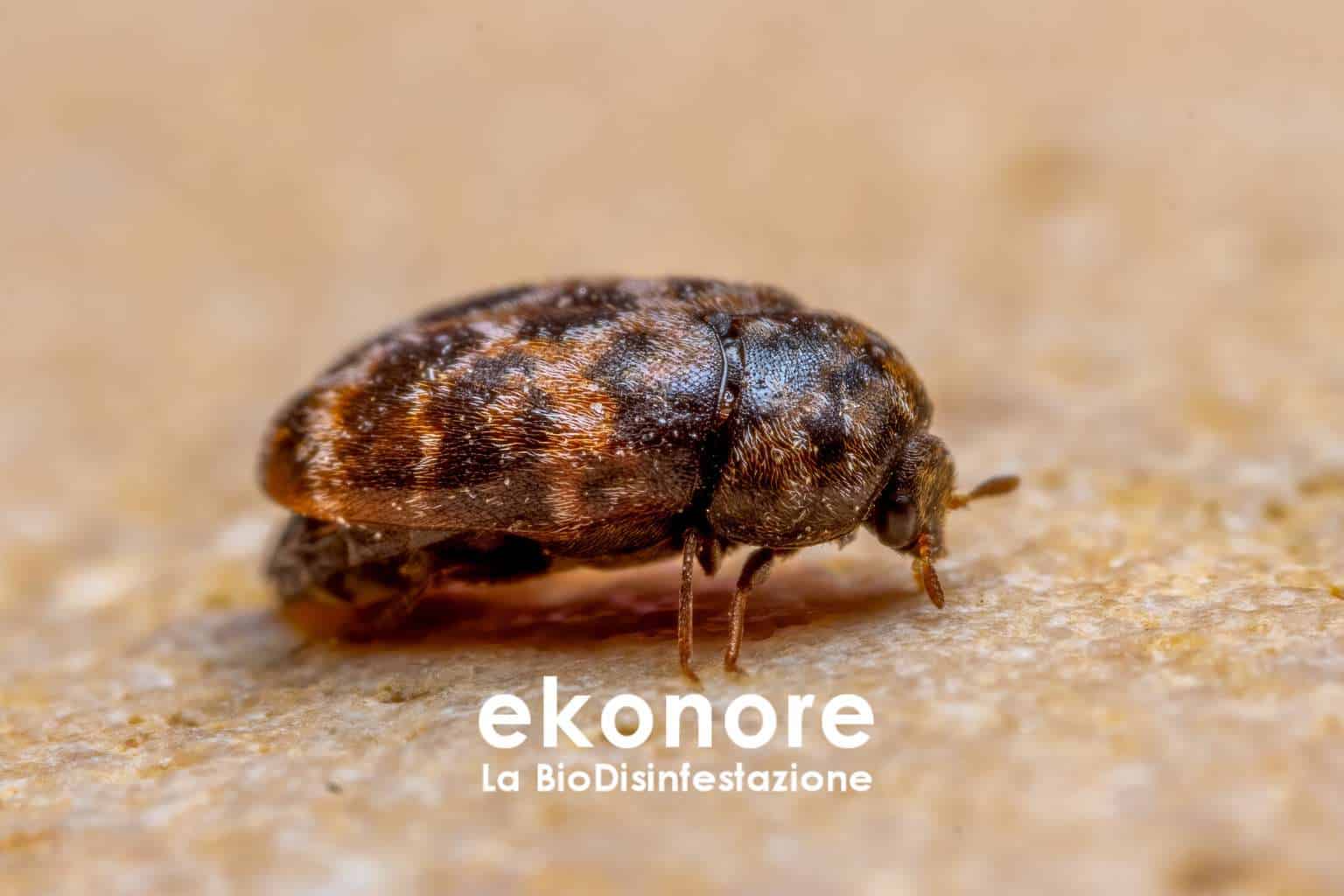 disinfestazione zanzare pest control bio