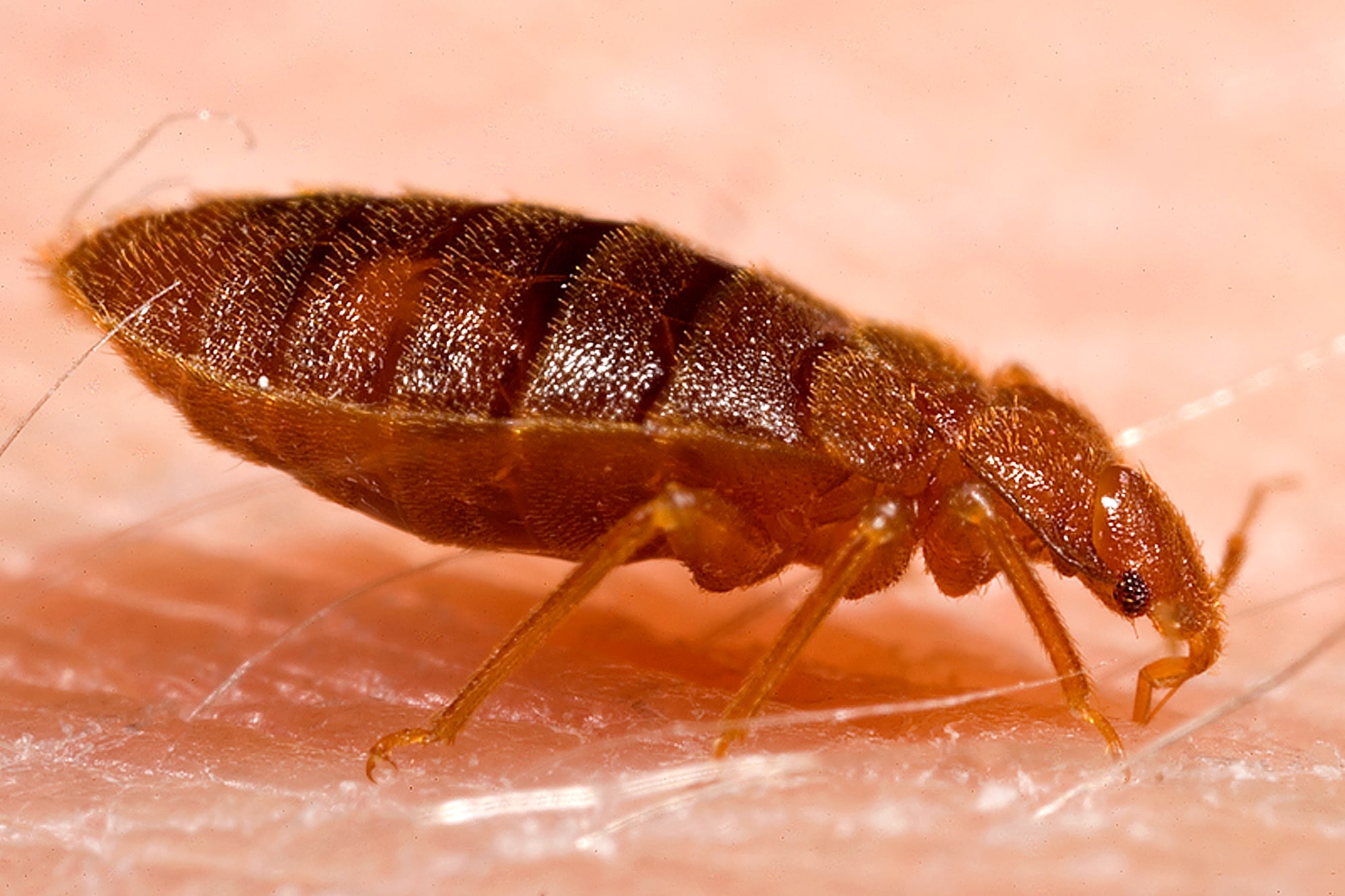 Cimice dei letti adulta bruno-rossastra vista da vicino