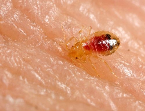 Ciclo di Vita delle Cimici dei Letti: Uovo, 5 Ninfe, Adulto