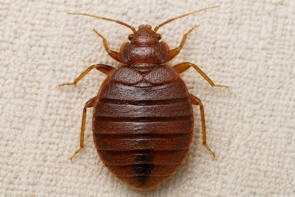 Addome segmentato e rigato di una cimice dei letti, macro