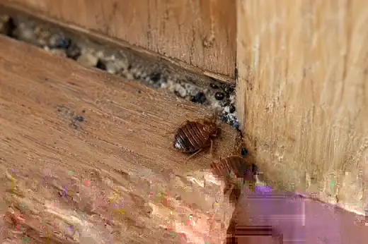 Cimice dei letti viva vicino a una fessura del telaio in legno