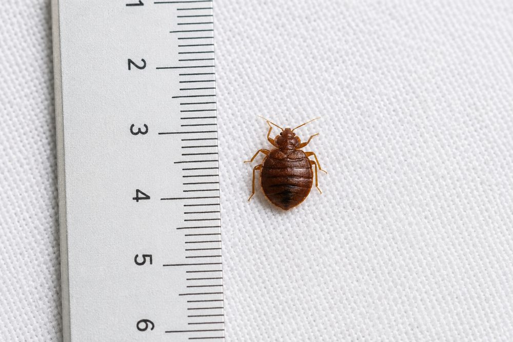 Cimice dei letti adulta accanto a un righello: misura 4-7 mm