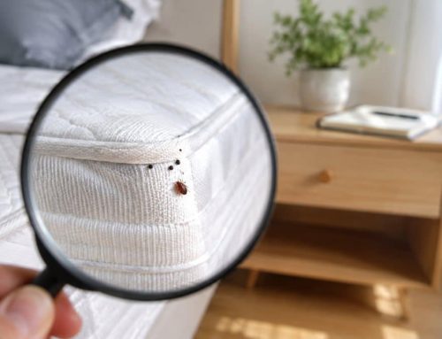 Cimici dei Letti: 15 Domande Frequenti, Risponde l’Entomologa