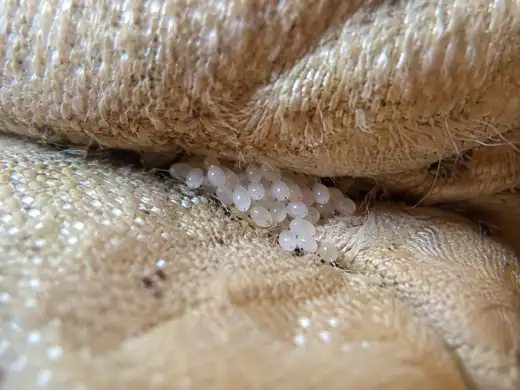 Uova bianche di cimici dei letti nelle fessure