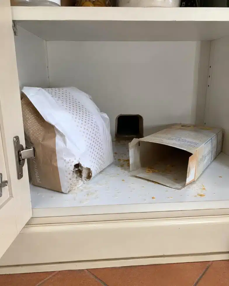 Mobile della cucina con confezioni rosicchiate dai topi e chicchi sparsi