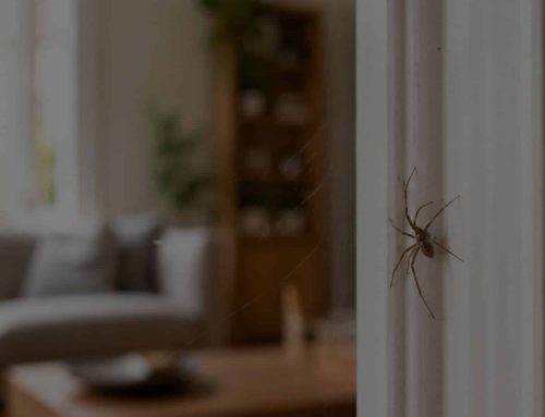 Ragni in casa: piccoli alleati che non ti aspetti