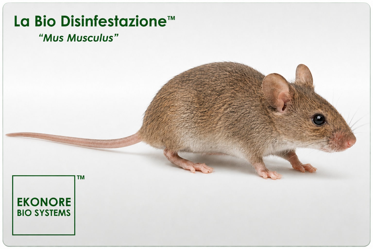 Topolino domestico: la specie che più spesso si insedia negli edifici