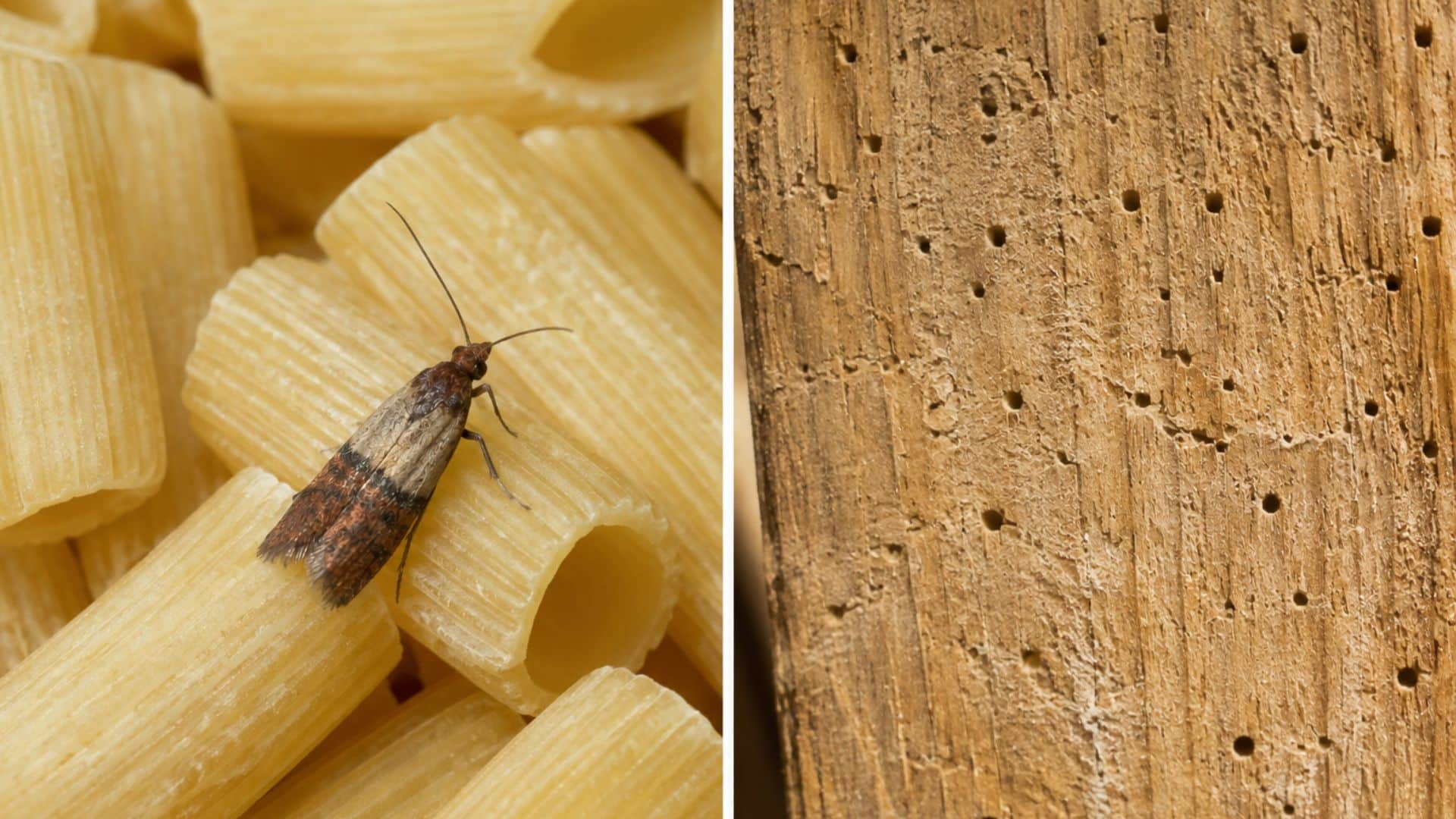 Guida per riconoscere le differenze tra tarme alimentari e tarli del legno
