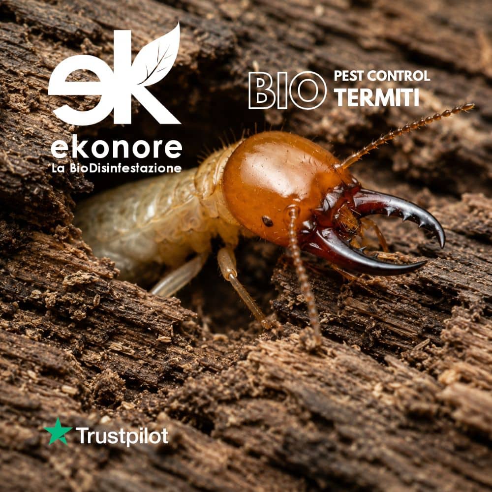 infestante termiti disinfestazione biologica ekonore infestante termiti disinfestazione biologica ekonore