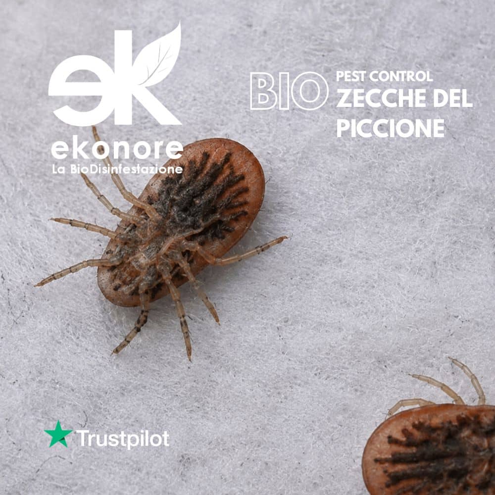 infestanti disinfestazione zecche e acari del piccione infestanti zecche e acari del piccione disinfestazione bio