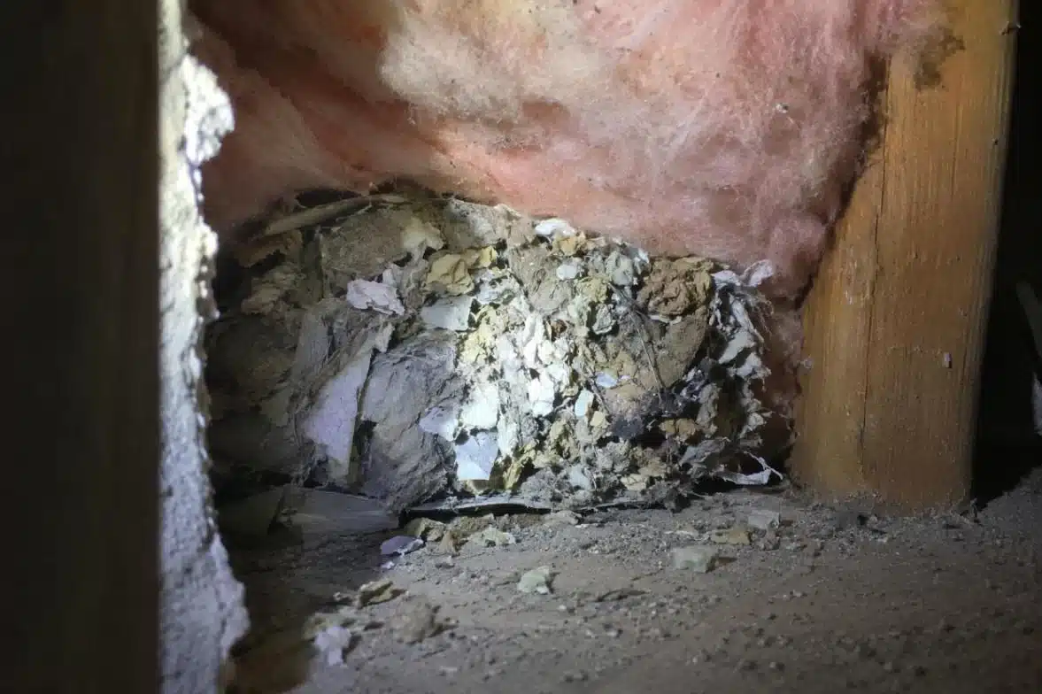 Nido di topi con materiale sminuzzato dentro un’intercapedine