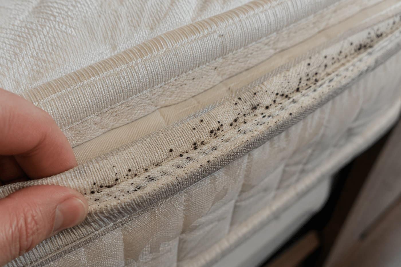 Puntini neri e tracce di cimici dei letti sulle cuciture del materasso