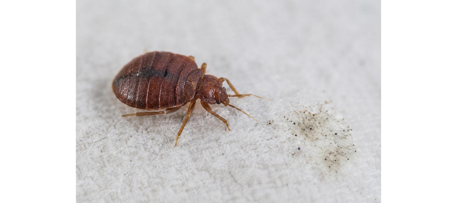 Cimice dei letti viva accanto a un residuo di spray insetticida, simbolo della resistenza agli insetticidi