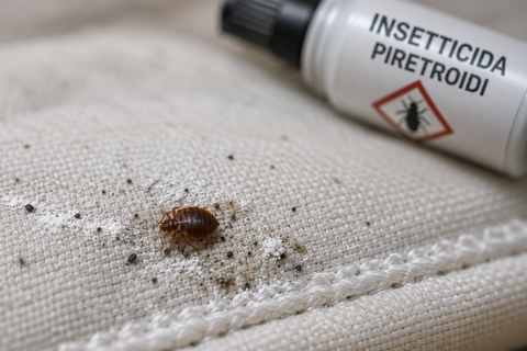Cimice dei letti viva accanto a un residuo di spray insetticida, simbolo della resistenza agli insetticidi
