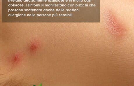 disinfestazione acaro del tarlo