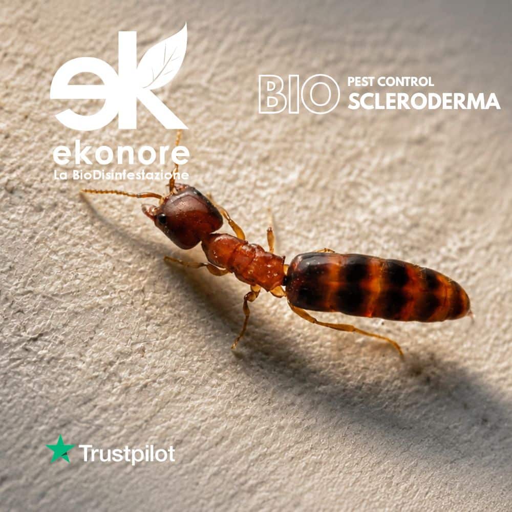 scleroderma domesticus ekonore bio disinfestazione