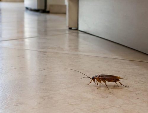 Ho visto una blatta di giorno: cosa significa e cosa fare