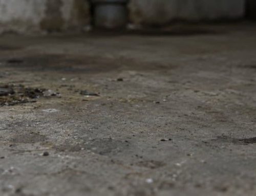 Blatta orientalis: lo scarafaggio nero di scarichi, cantine e box