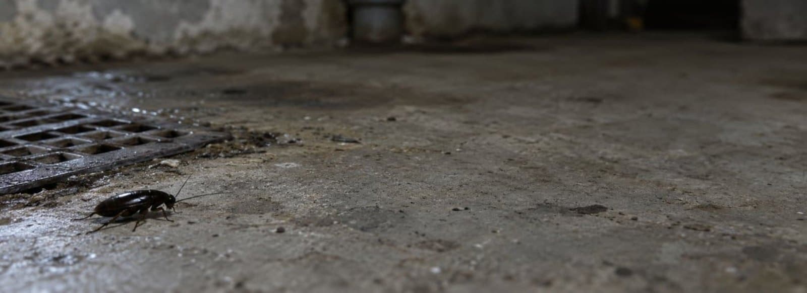 Blatta orientalis, scarafaggio nero, sul pavimento di una cantina accanto a un chiusino di scarico