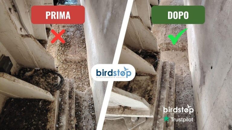 Bonifica guano prima e dopo: canali di gronda interni, milano