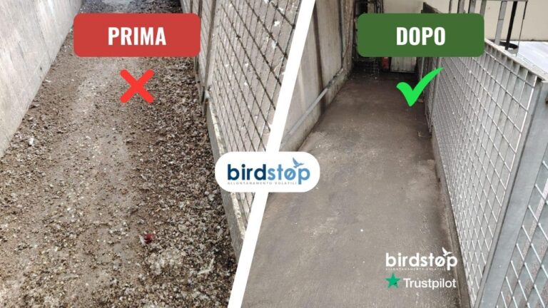 Bonifica guano prima e dopo: passaggio tecnico con grigliato, roma