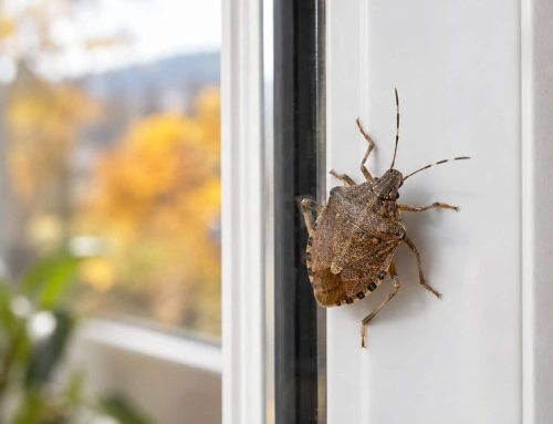 Le cimici volano? Cosa le attira e perché finiscono in casa tua