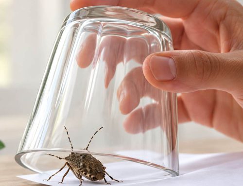Rimedi naturali contro le cimici: cosa funziona davvero e cosa no