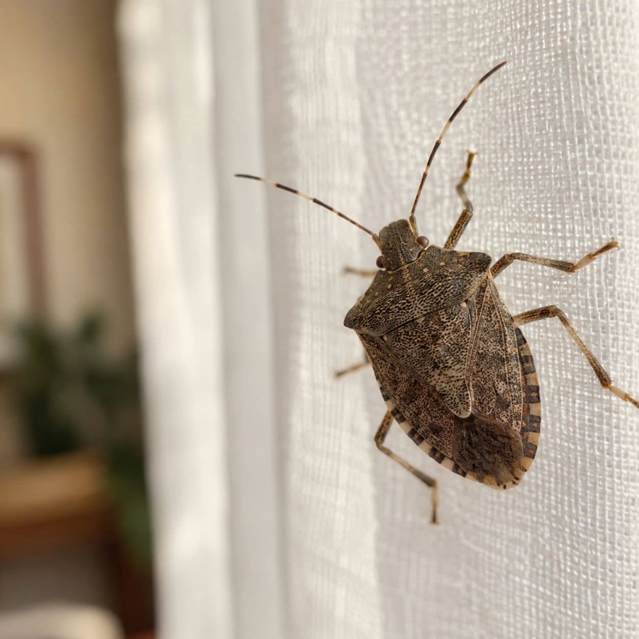 Cimice asiatica in casa